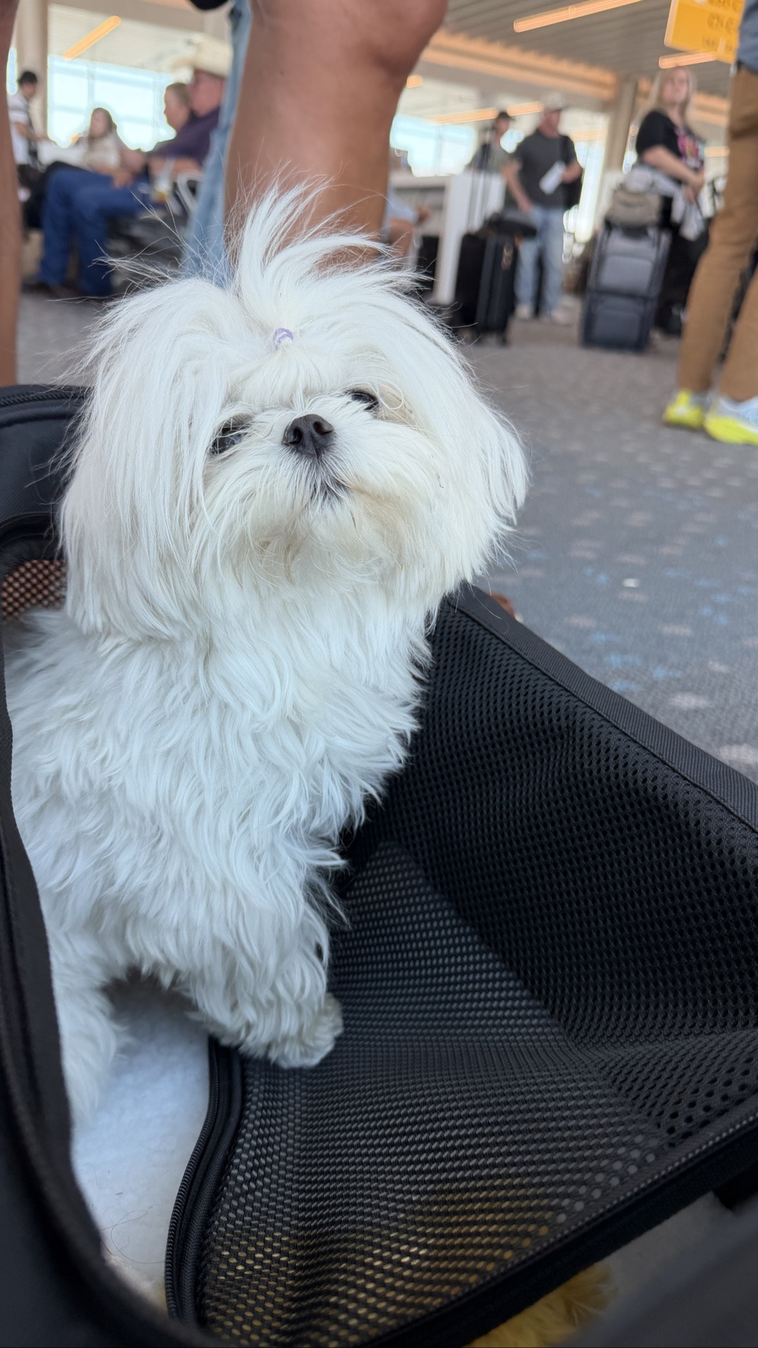 Coco has made the OKC to Denver flight with us several times now. Linking some things that work best for pet travel

#LTKOver40 #LTKTravel