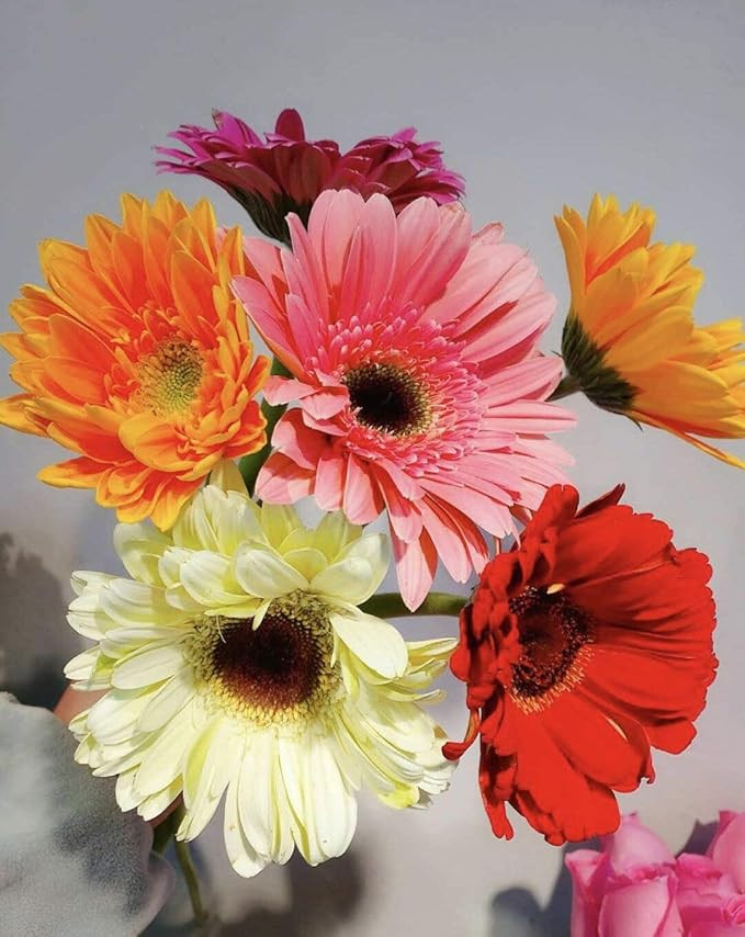 S-shine Assorted Color Mixed Six Colors Flower Pens Daisy Flower Ball Pen Sunflower Ballpoint Pen... | Amazon (US)