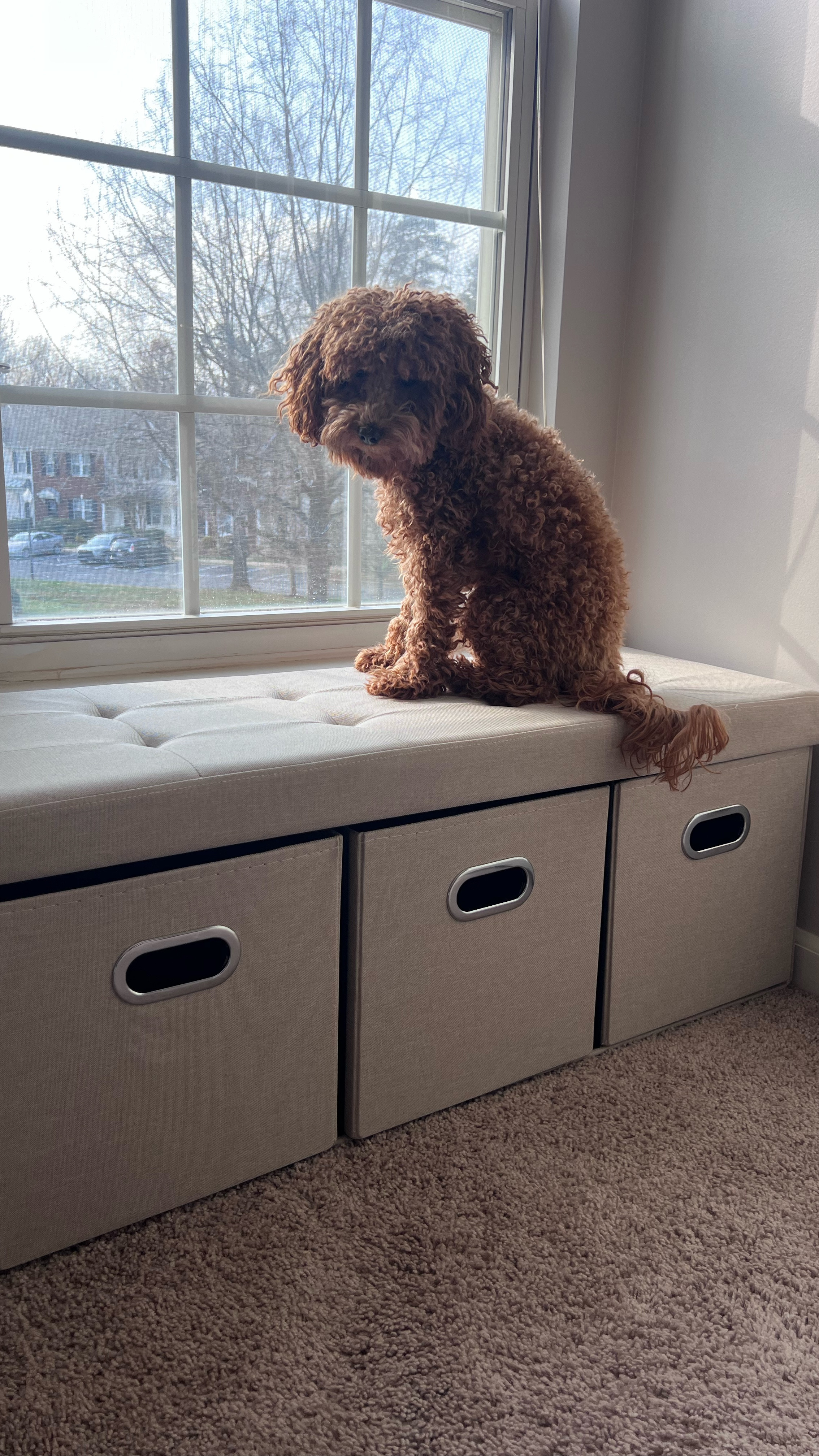 The cutest bench with storage! It’s SO easy to put together. No screws or tools. 

Amazon finds // home decor // furniture// easy furniture to put together // storage bench // organization

#LTKWatchNow #LTKHome #LTKFindsUnder100