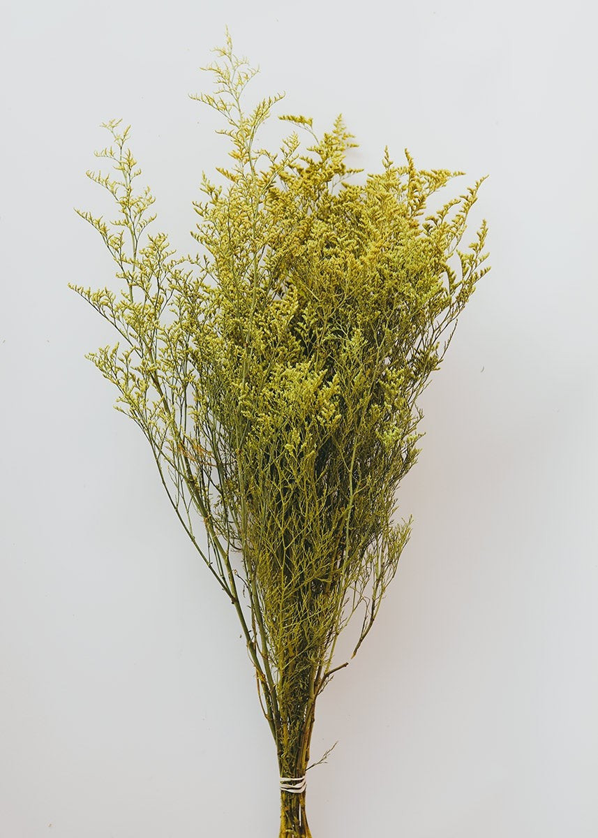 Yellow Preserved Caspia Filler Flowers - 20-24" Tall | Afloral (US)