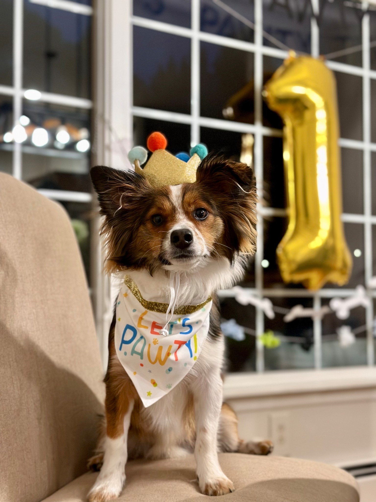 Dog birthday accessories! Target find

#LTKPets #LTKParties #LTKFamily