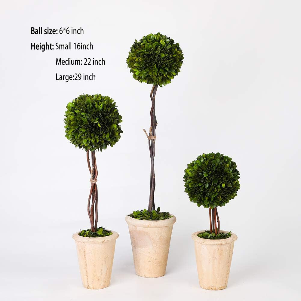 Real Preserved Boxwood Evergreen Globe Tree Topiary in Terracotta Planter Green Plant for Home De... | Amazon (US)