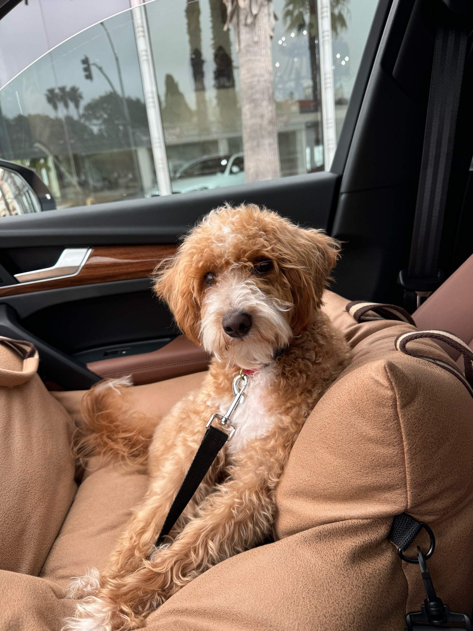 Dog car seat • minimalist chic aesthetic 