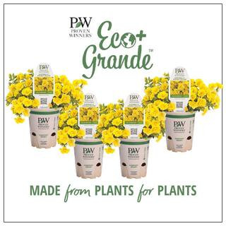 4.25 in. Eco+Grande Superbells Double Yellow (Calibrachoa) Live Plant, Yellow Flowers (4-Pack) | The Home Depot