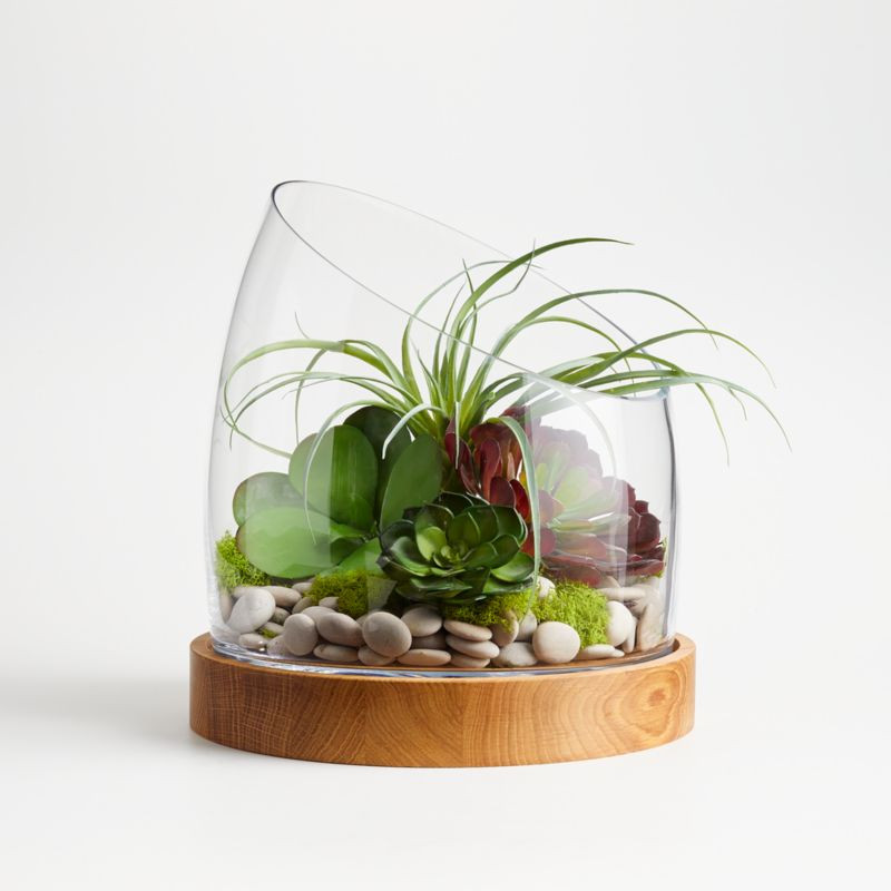Large Slant Terrarium with Wood Base Arrangement | Crate and Barrel | Crate & Barrel