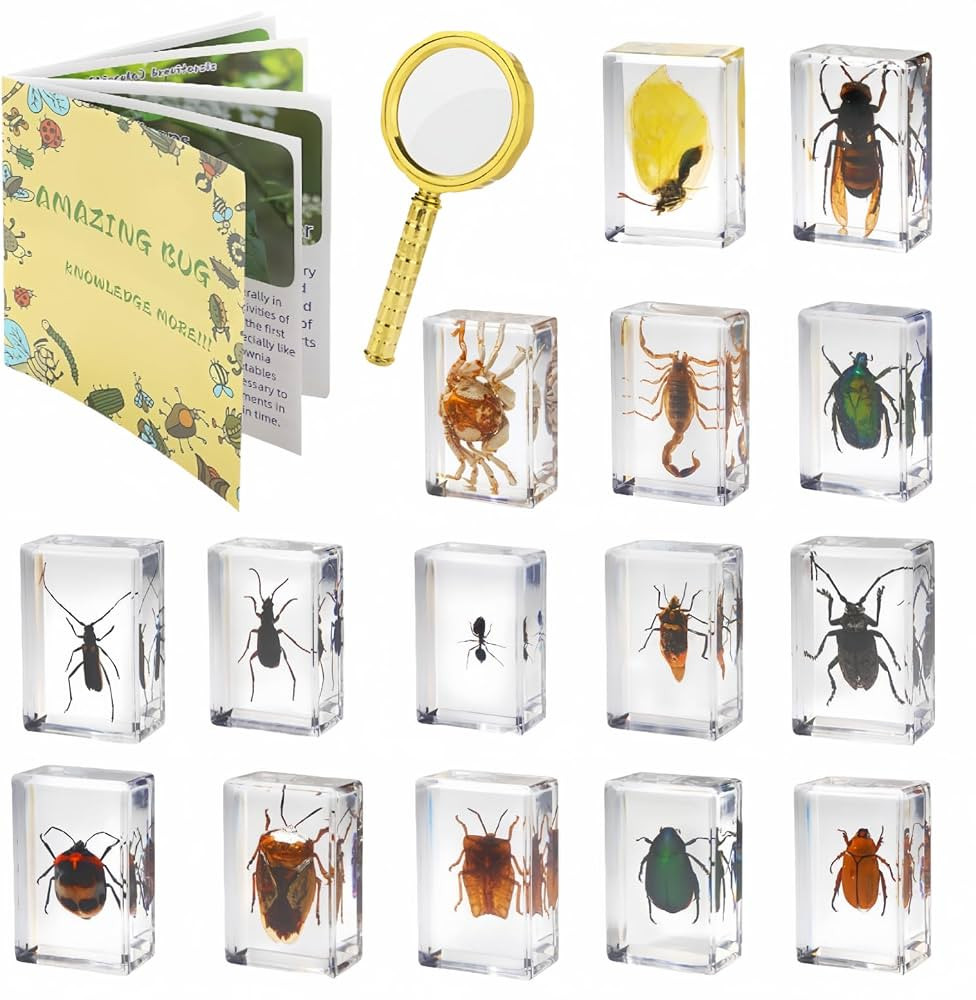 15 Insect specimens,Real Specimens of Various Butterflies and Beetles Made of Resin, Used for Sci... | Amazon (US)