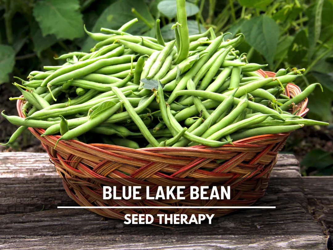 Blue Lake Pole Bean Seeds – Heirloom, Easy to Grow, Best for Canning (50 Seeds) - Etsy | Etsy (US)
