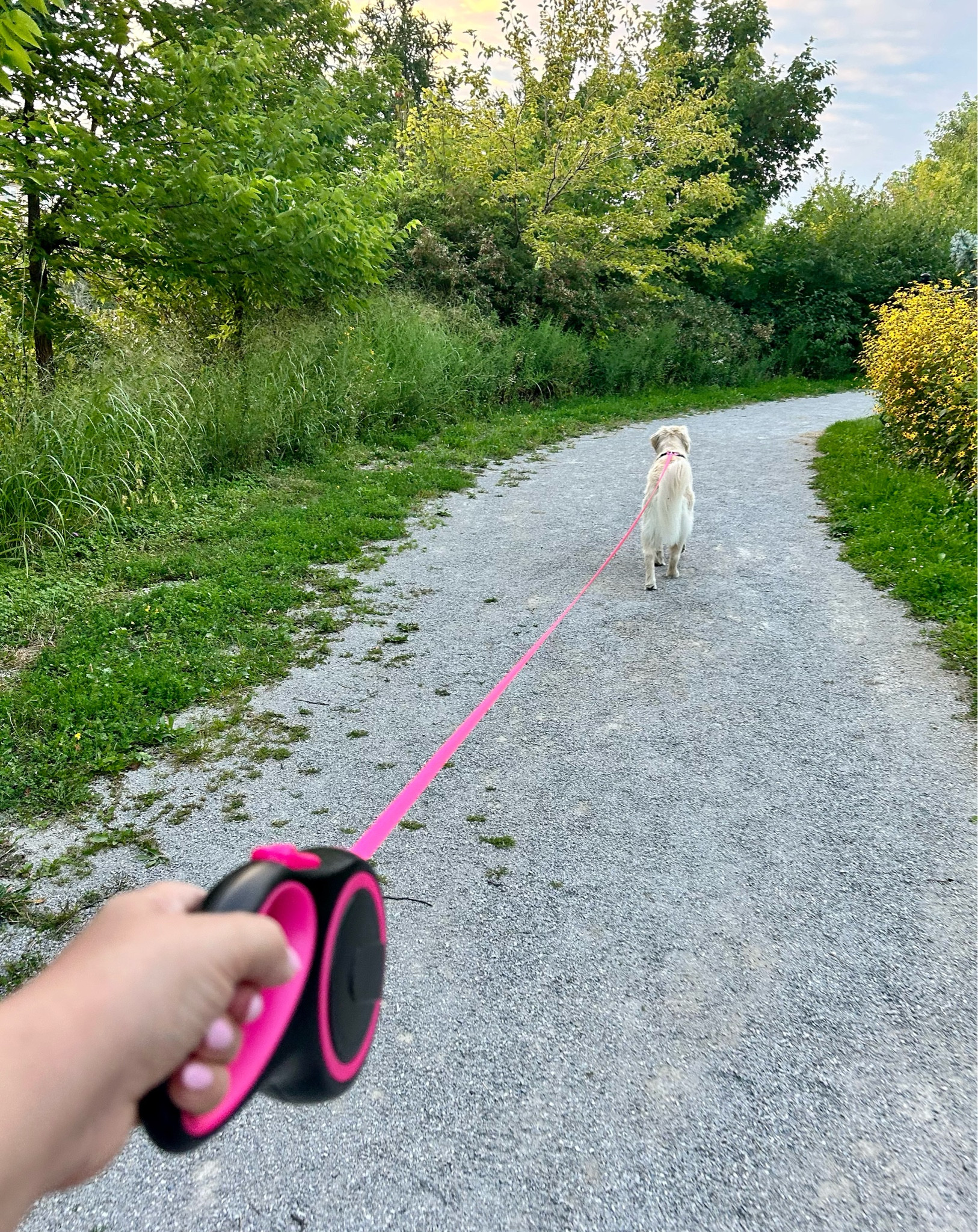 Love the new leash and dog harness! The leash is so smooth as it rolls. Love 💕 how the pink matches! 

#LTKstyletip #LTKSeasonal #LTKfamily