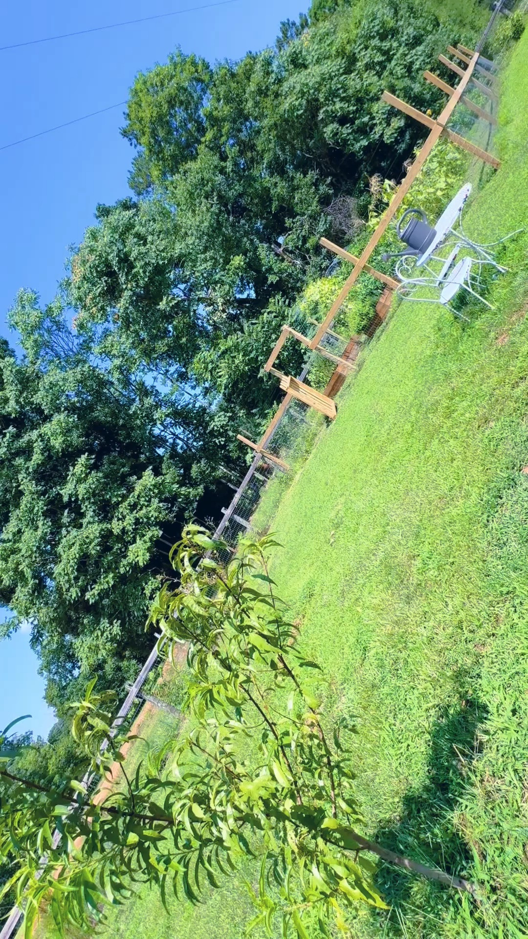 And then off to our dreamy country garden 🪴 here on the farm to water 💦 all good things growing 🌱 (look at that big watermelon 🍉!!!), see the beautiful horsies 🐴 across the fence 🪵, water 💧 their seeds 🌱 they planted last night 🥕, and swing on the porch swing!! 🌾 Days like this forever please!!!! ☀️ Oh how we love this land so!!! 🌳