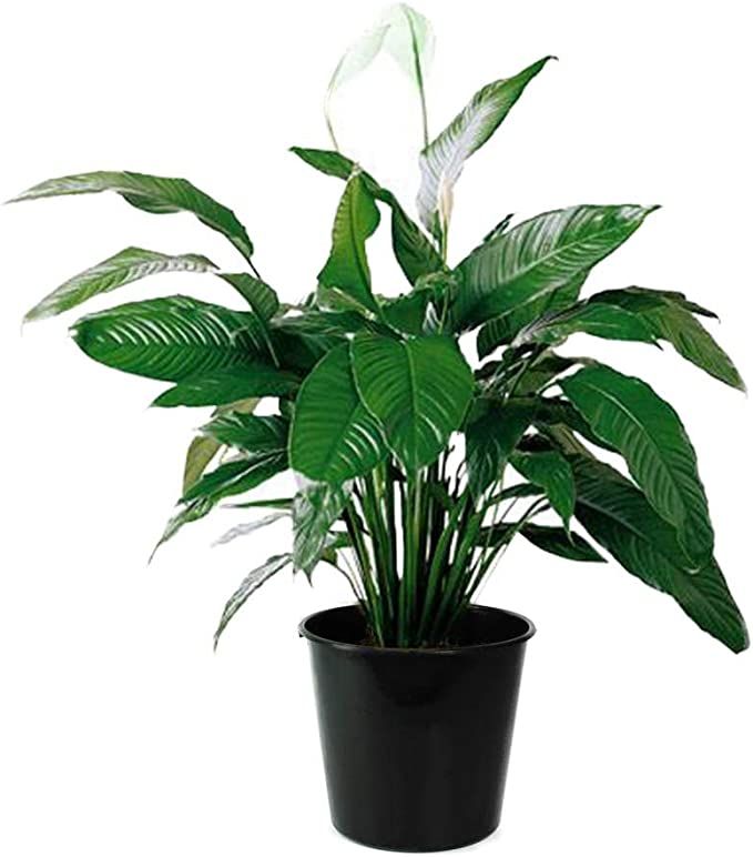 American Plant Exchange Spathiphyllum Debbie Peace Lily Live Plant, 3 Gallon, Indoor/Outdoor Air ... | Amazon (US)