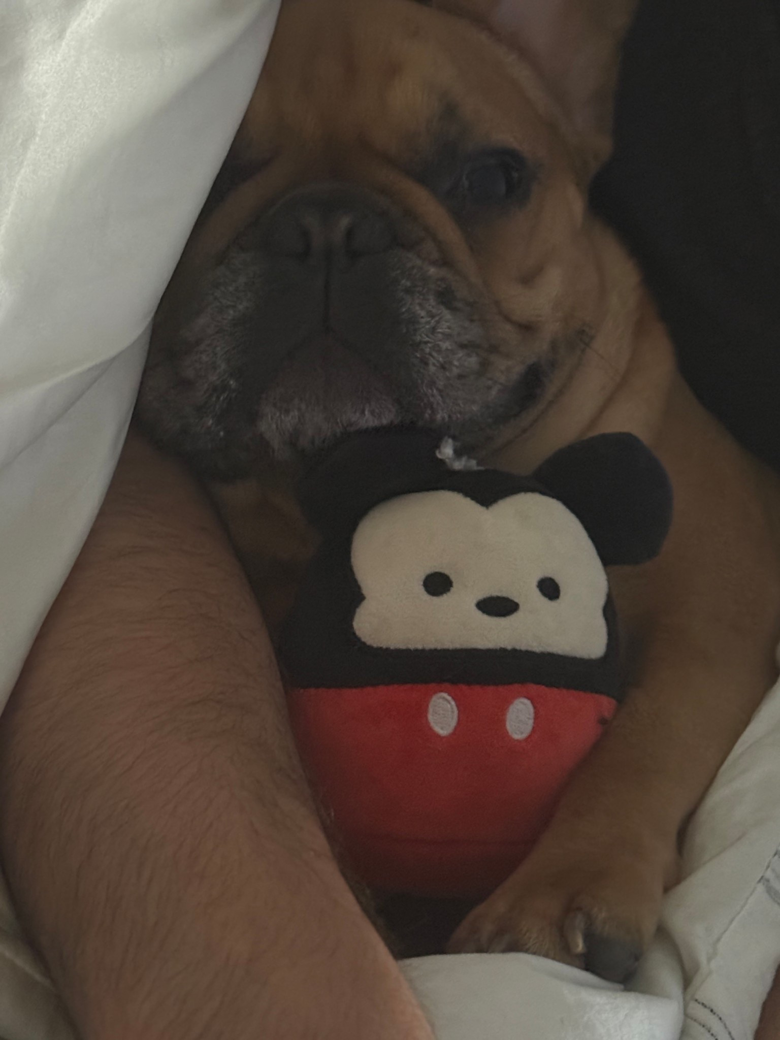 Bella’s favorite 

#LTKFindsUnder50