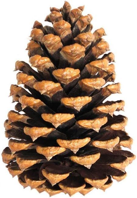 Natural Large Pine Cones for Crafts | Amazon (US)