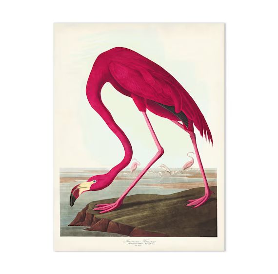 Vintage Bird Print, Flamingo Print, Audubon Bird Print, Pink Flamingo Bird Poster, American Flami... | Etsy (CAD)