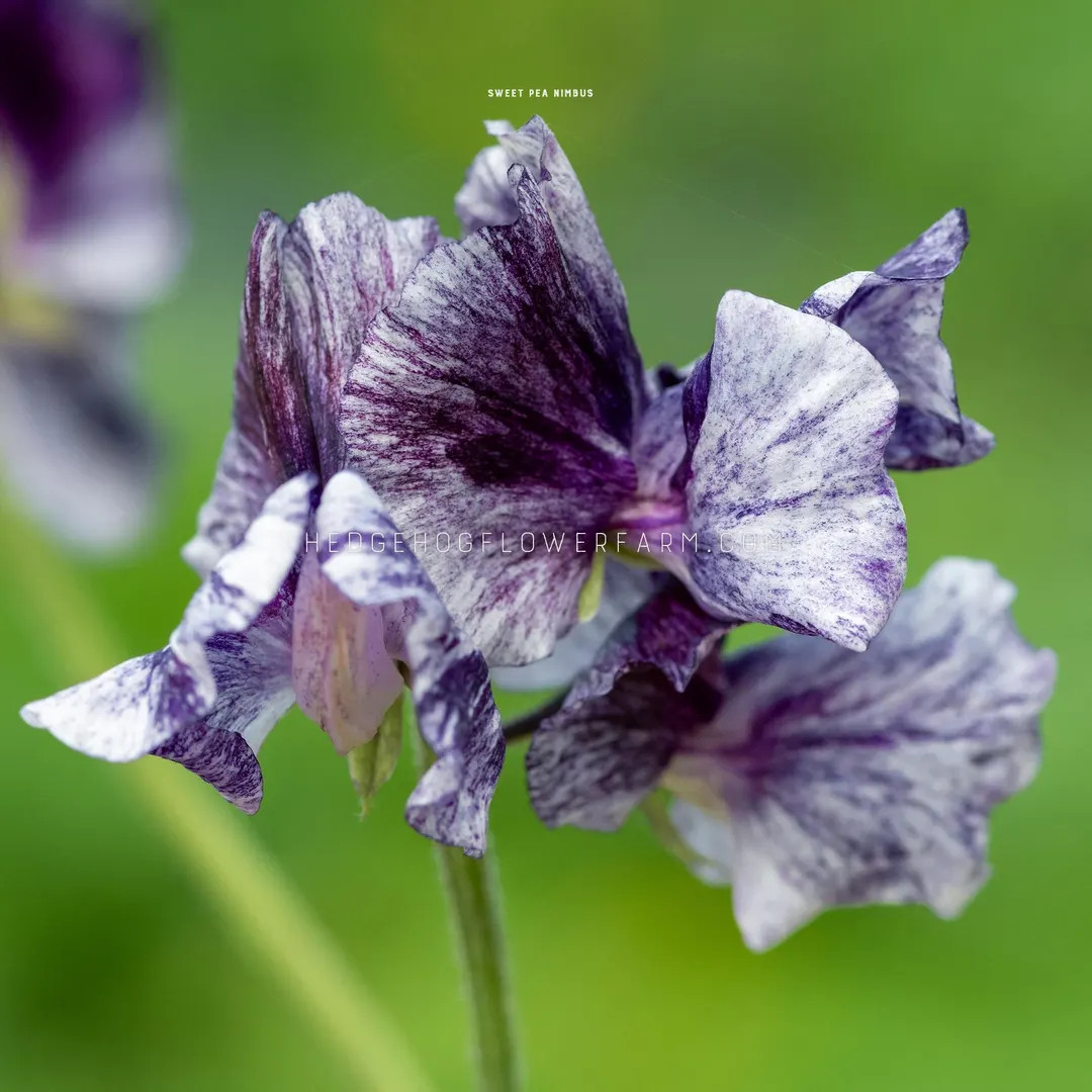Sweet Pea - Nimbus Seeds - Moody Bicolor Blooms - Cut and Come Again Flowering Vine - Etsy | Etsy (US)