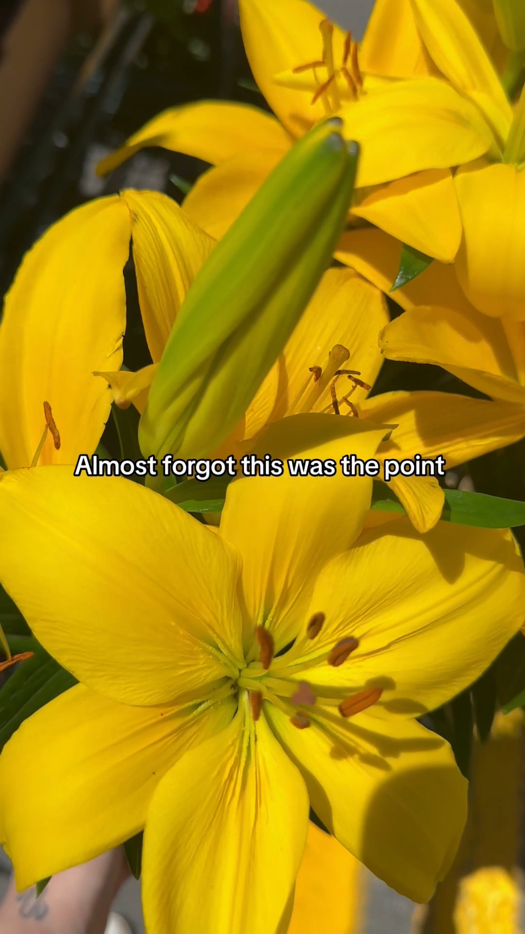 Life is beautiful 💐

#LTKFindsUnder50 #LTKSaleAlert #LTKStyleTip