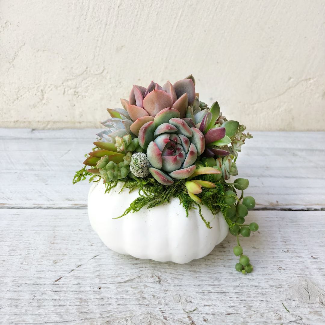 Mini Faux Pumpkins Planted With Real Succulents Available in - Etsy | Etsy (US)