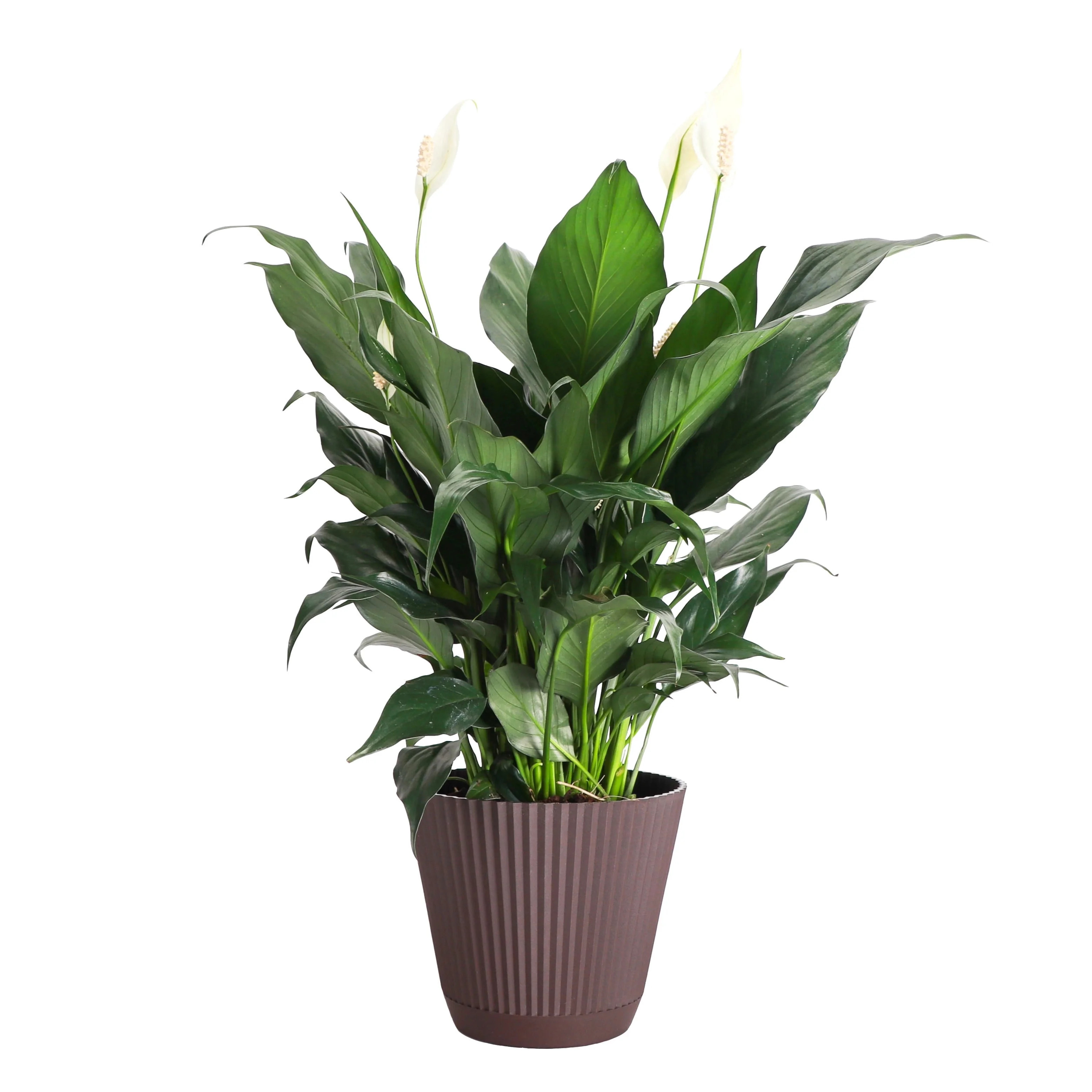 Live Peace Lily Plant - Air Purifying - Low Light - 6" Decorative Pot Cover - Thorsen's Greenhous... | Walmart (US)