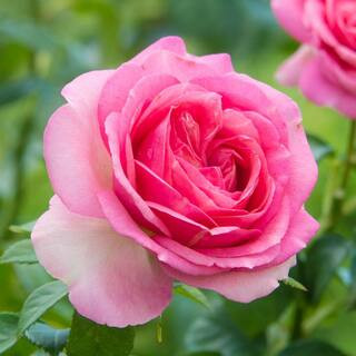 All Dressed Up Grandiflora Rose, Dormant Bare Root Plant with Pink Flowers (1-Pack) | The Home Depot