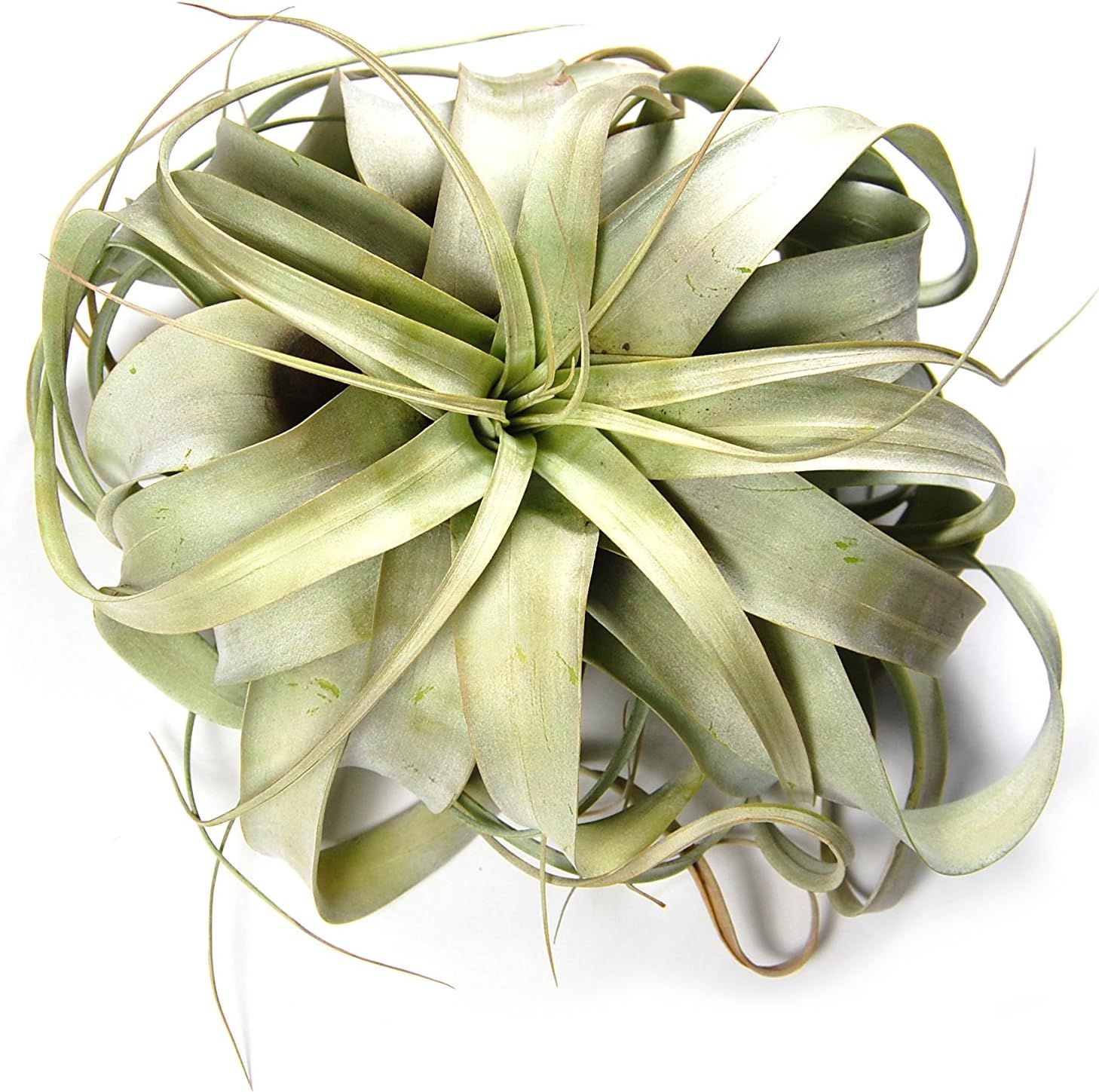 Large Air Plants - Large Xerographica Air Plants - The Queen of Air Plants - Big 5 to 7 Inch Wide... | Amazon (US)