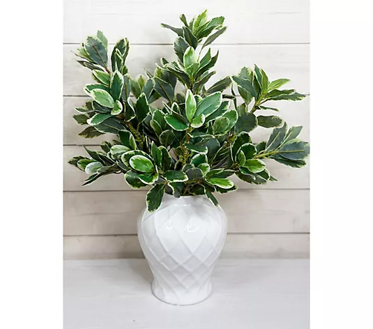 Make Your Selection: Simply Stunning Set of 6 Pittsporum Greens by Janine Graff | QVC