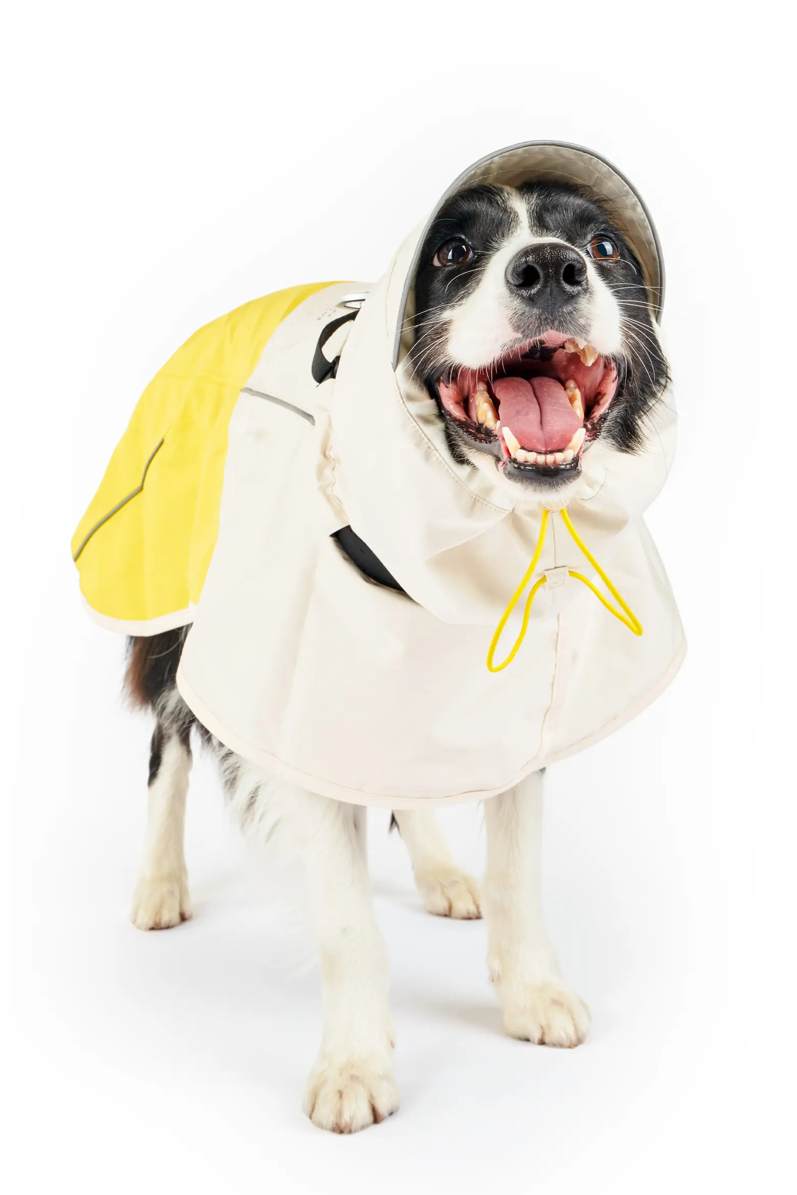 Venture Pet Rain Jacket | Nordstrom | Nordstrom