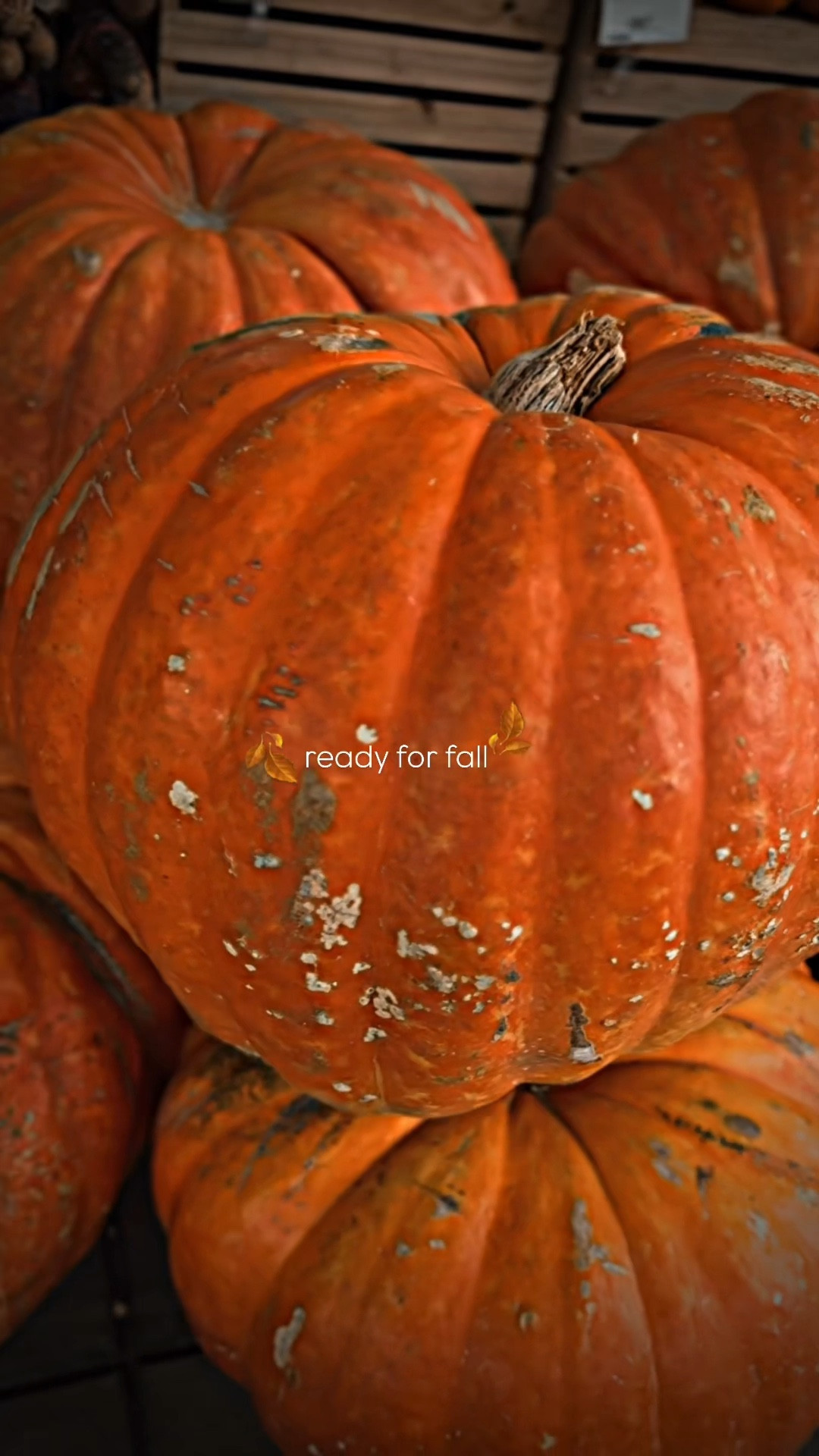 🍂 fallequinox 🍂🥰

#LTKHalloween #LTKItBag #LTKSeasonal