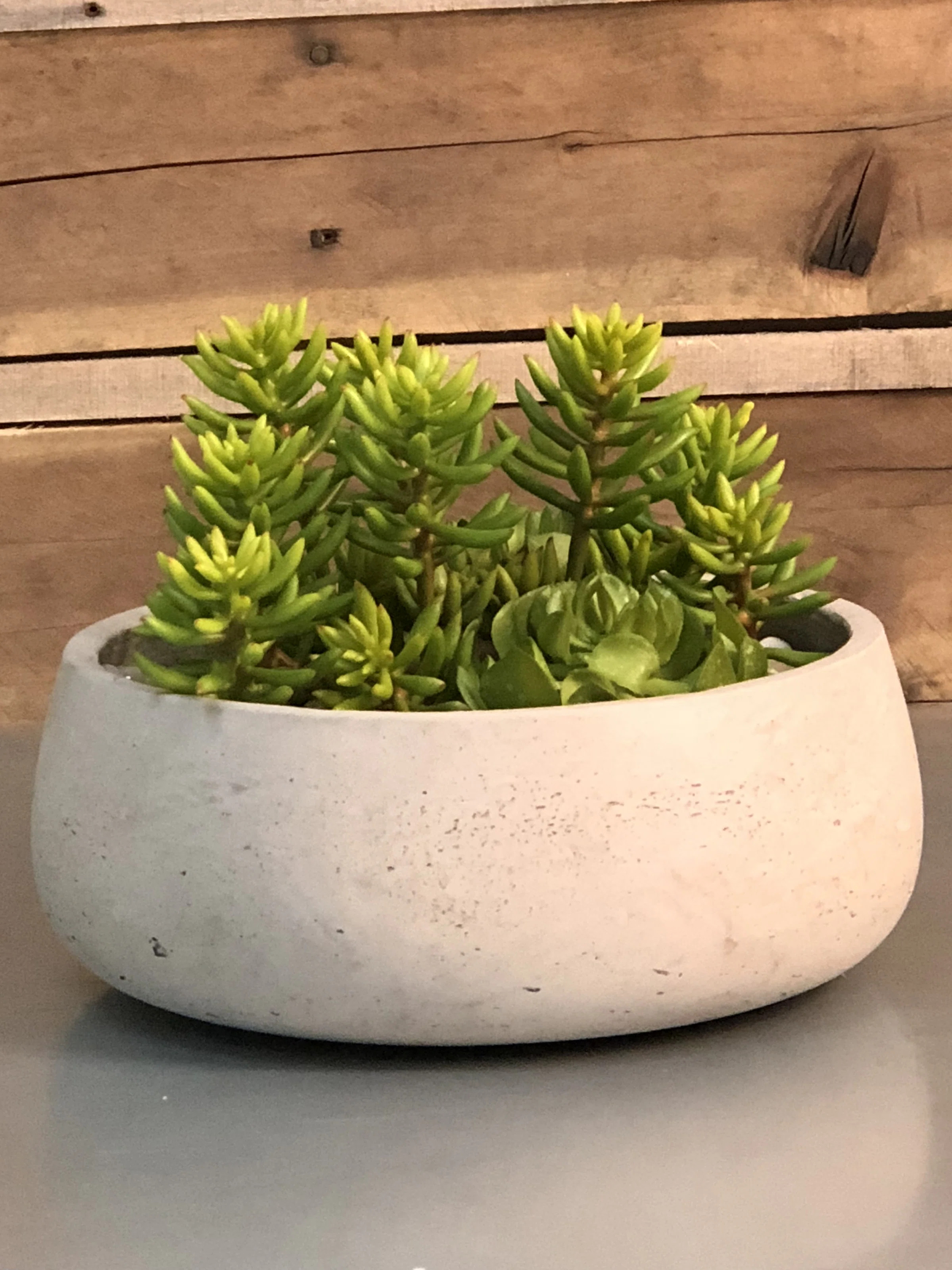 Similar Faux Plants and Trees Below | Wayfair North America