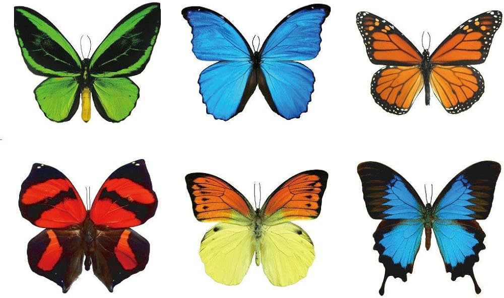 Large Butterfly Temporary Tattoos by Butterfly Utopia (6 Sheets) | Amazon (US)