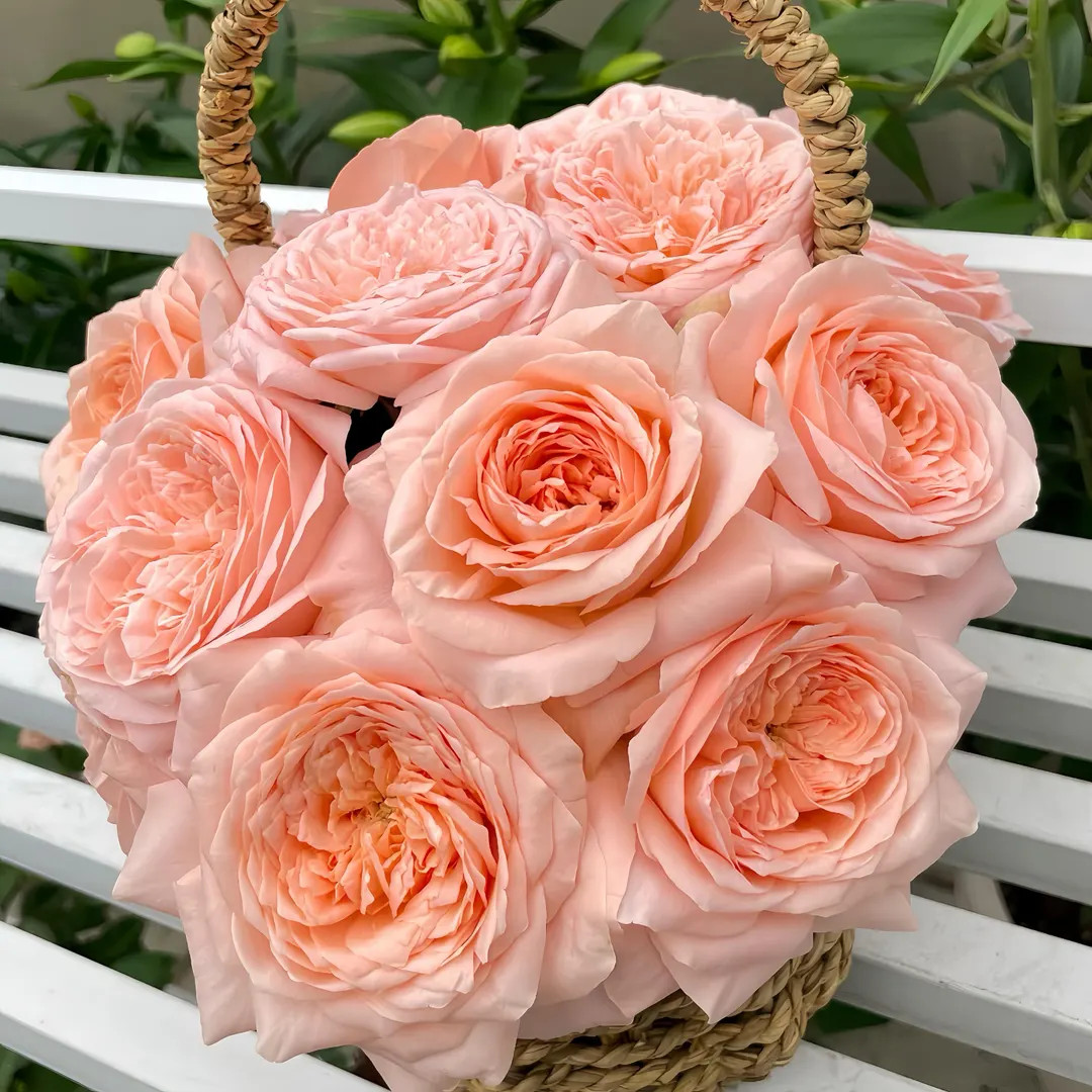 Elena 伊琳娜. Pretty Cut Rose. Live Plant. - Etsy | Etsy (US)