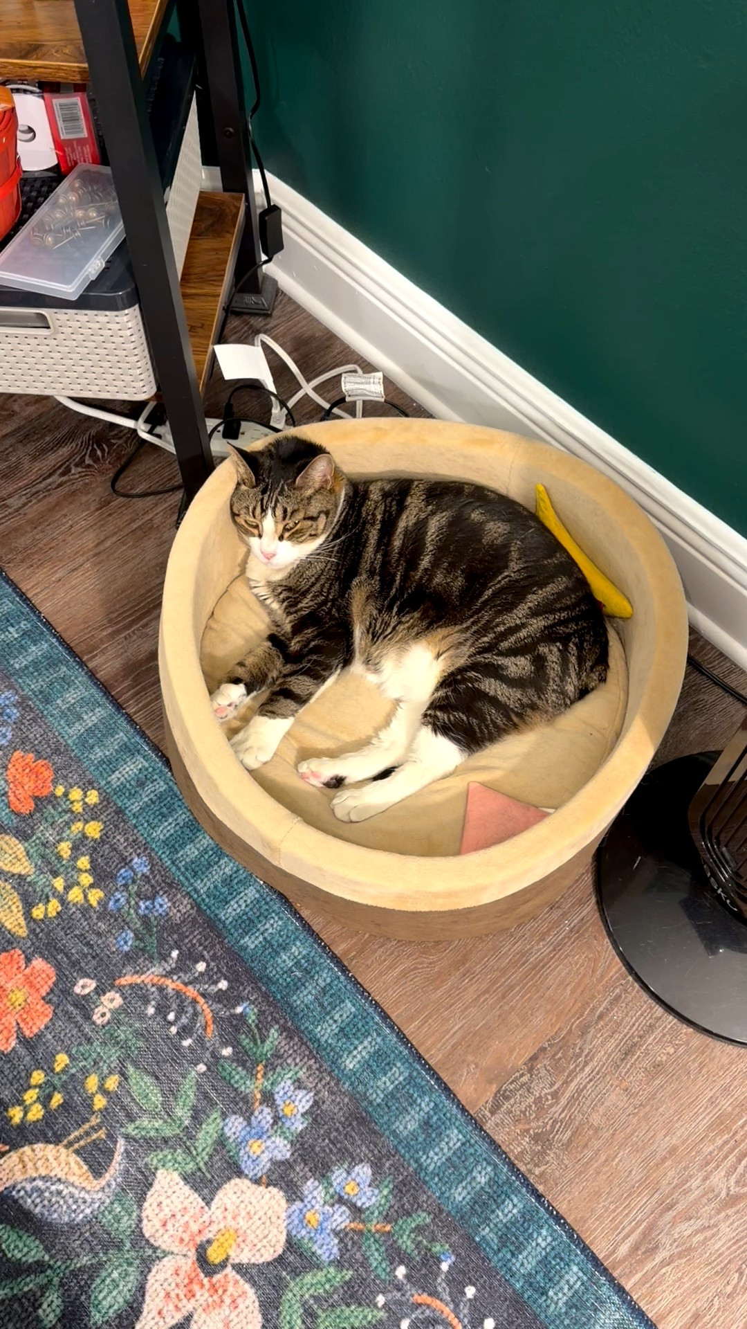 Heated bed season is in full swing for the kitties! All three of my cats love this heated pet bed. This is the larger size  

#LTKHome #LTKSeasonal #LTKPets