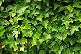 Wallmonkeys Abstract Lush Green Ivy Wall Mural Peel and Stick Graphic (30 in W x 20 in H) WM12002 | Amazon (US)