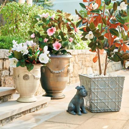 This lovely shrub features lifelike pink magnolia blooms, perfect for adding classic floral hues ... | Frontgate