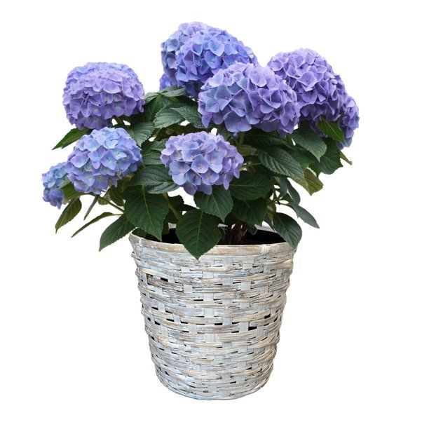 Better Homes & Gardens 10" Blue Wedding Hydrangea in Wicker Basket Live Plant - Walmart.com | Walmart (US)
