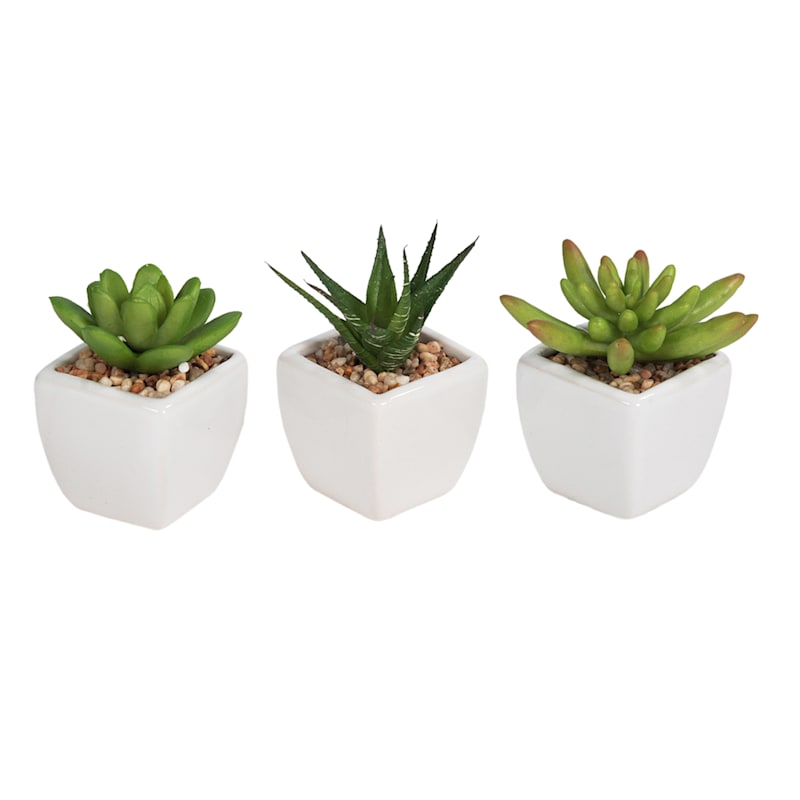 Set of 3 Succulents in White Vase | At Home