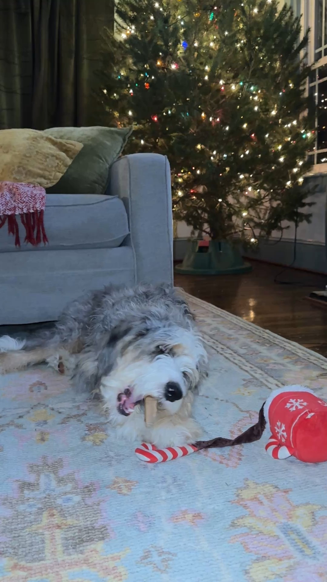 The prettiest girl on our new machine *washable* rug with her favorite chew stick :) I love the color & warmth it adds to our living room, plus it’s on sale!! 

#LTKHome #LTKHoliday #LTKSaleAlert