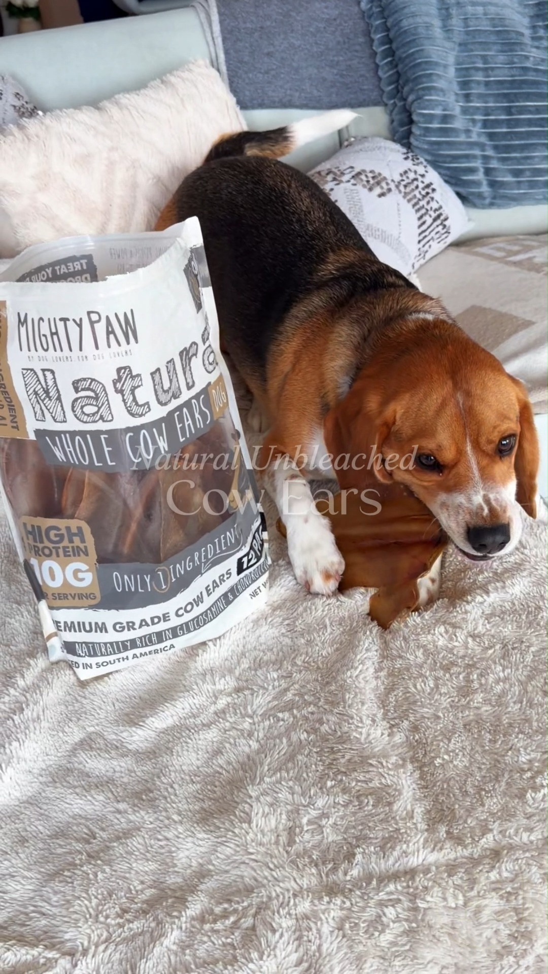 These Mighty Paw Unbleached Cow Ears are a total win for clean pet nutrition. 🦷 They are made from 100% all-natural, pasture-raised grass-fed beef with absolutely zero chemicals, preservatives, or artificial bleaching agents. Perfect for health-conscious pet owners and clean-living advocates who want to eliminate highly processed rawhide and synthetic treats in favor of wholesome, whole-food chew alternatives. 🐕  #doghealth #petwellness #cleaneatingfordogs #dogdentalcare #teethingpuppy #petsafety  #dogmom #dogchews 

#LTKmomlife #LTKHome
