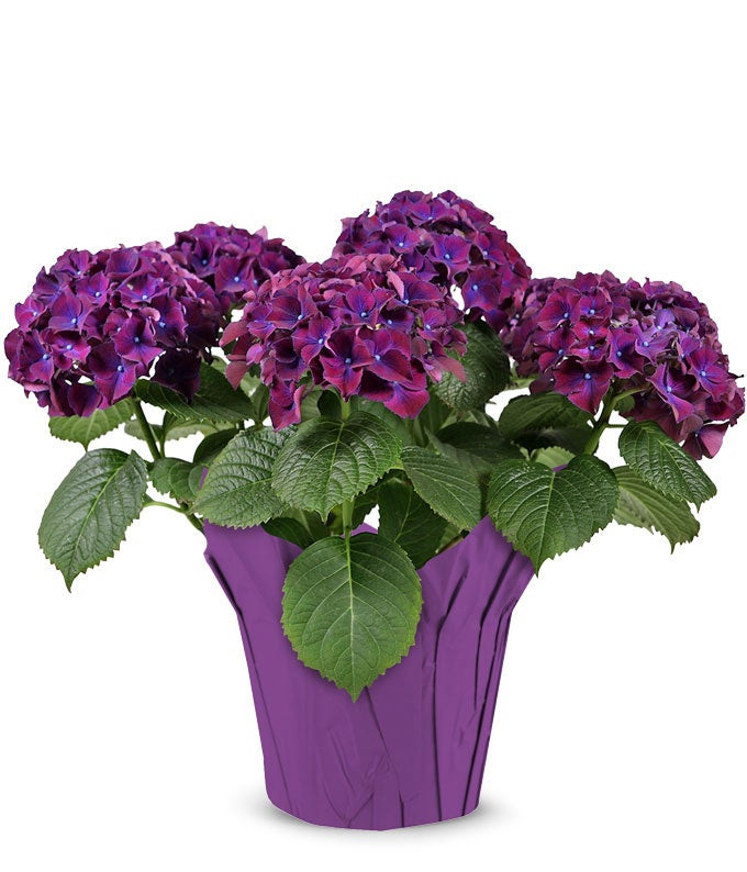 Purple Hydrangea Plant at From You Flowers | From You Flowers