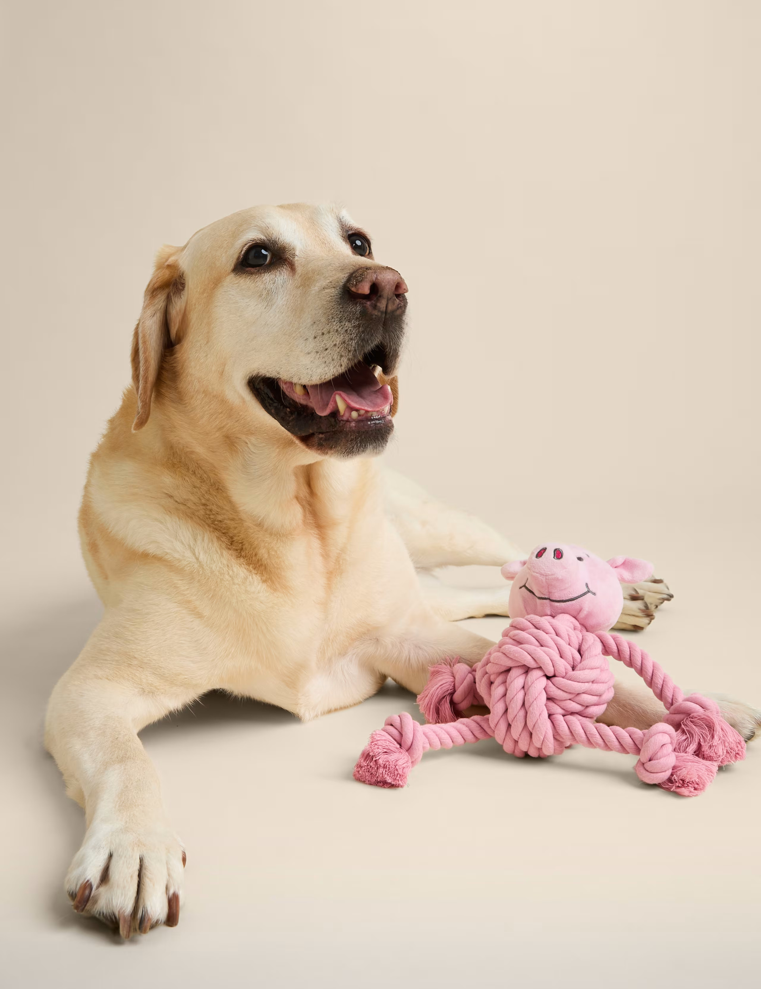 Percy Pig™ Pet Toy | Marks & Spencer (UK)
