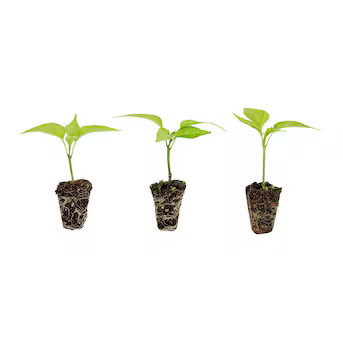 Bonnie Plants Jalapeno Pepper Plant in Plug | Lowe's
