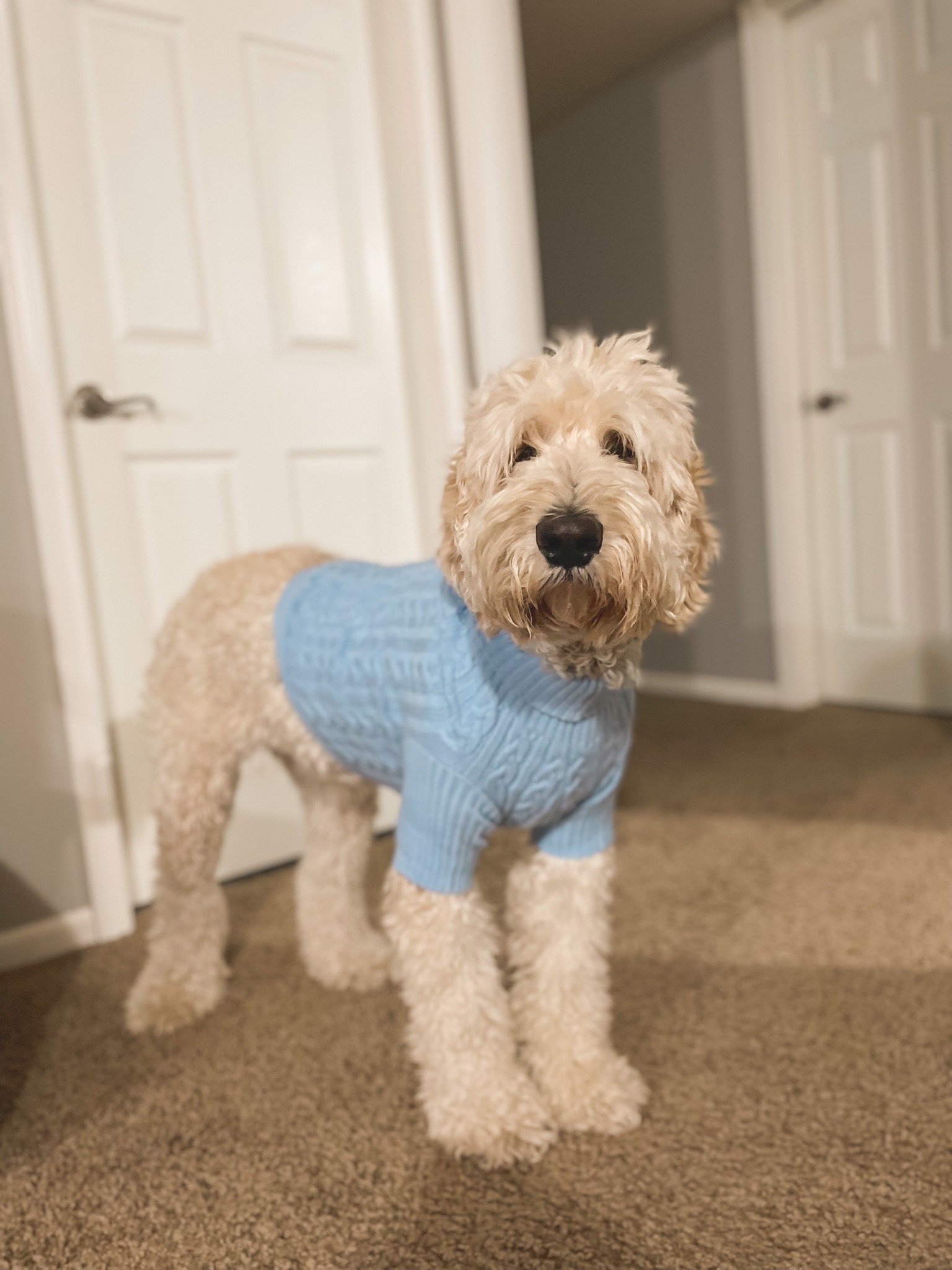 Cutest blue dog sweater on major sale right now! Originally $30 now $7 

#LTKsalealert #LTKHoliday #LTKSeasonal