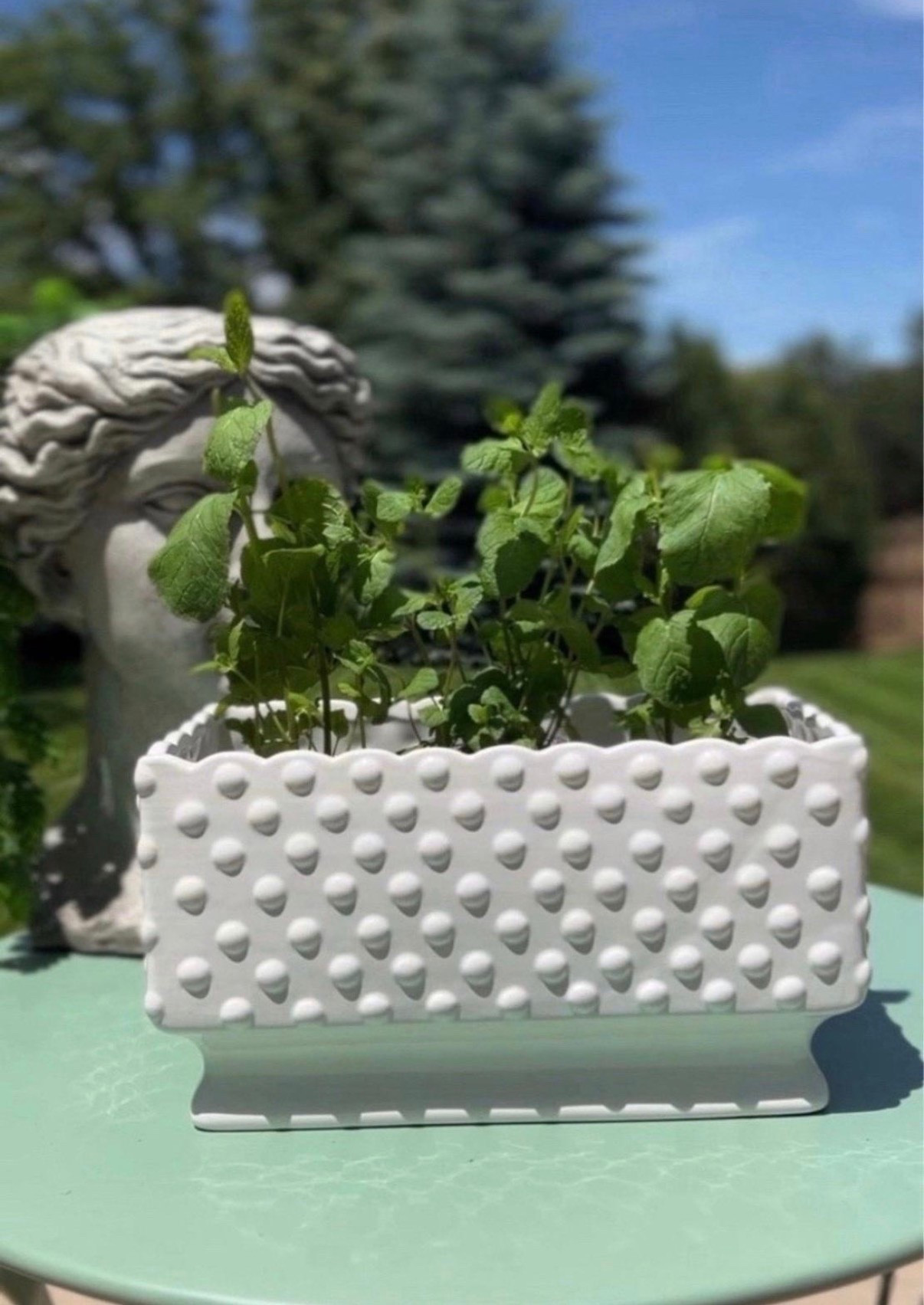 Planted a little mint herb garden in one of my favorite white hobnail planters 🌱



#LTKSaleAlert #LTKHome #LTKSeasonal