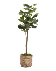5ft Fiddle Plant In Woven Basket | TJ Maxx