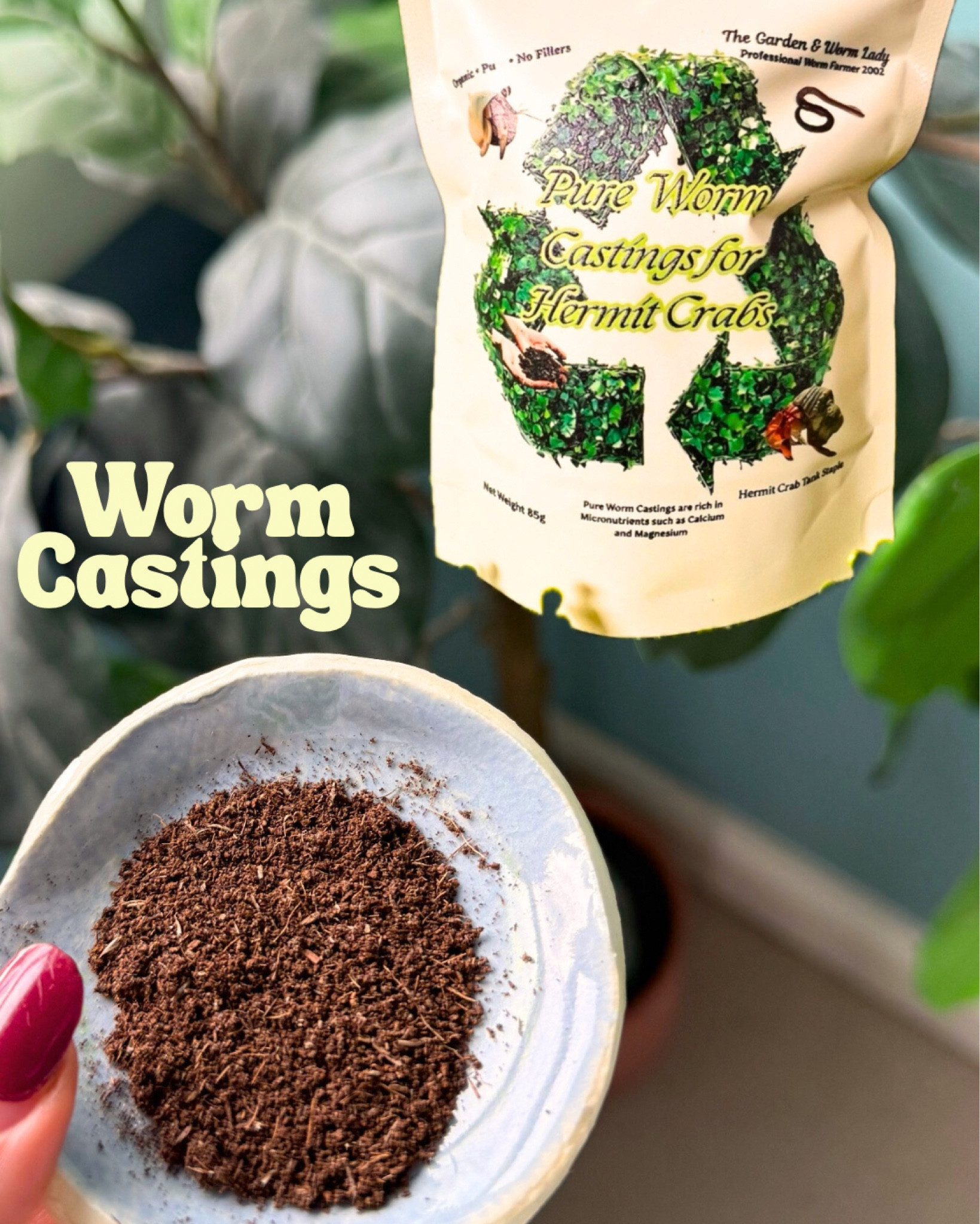 Hermit crab tank staple