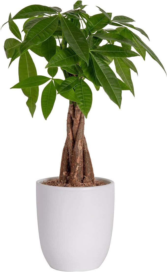 Costa Farms Money Tree, Easy Care Live Indoor Plant In Premium Ceramic Planter, Unique Gift for B... | Amazon (US)