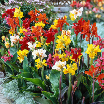 Tall Canna Greenleaf Mixture Super Sak | Buy Online | Breck's | Brecks