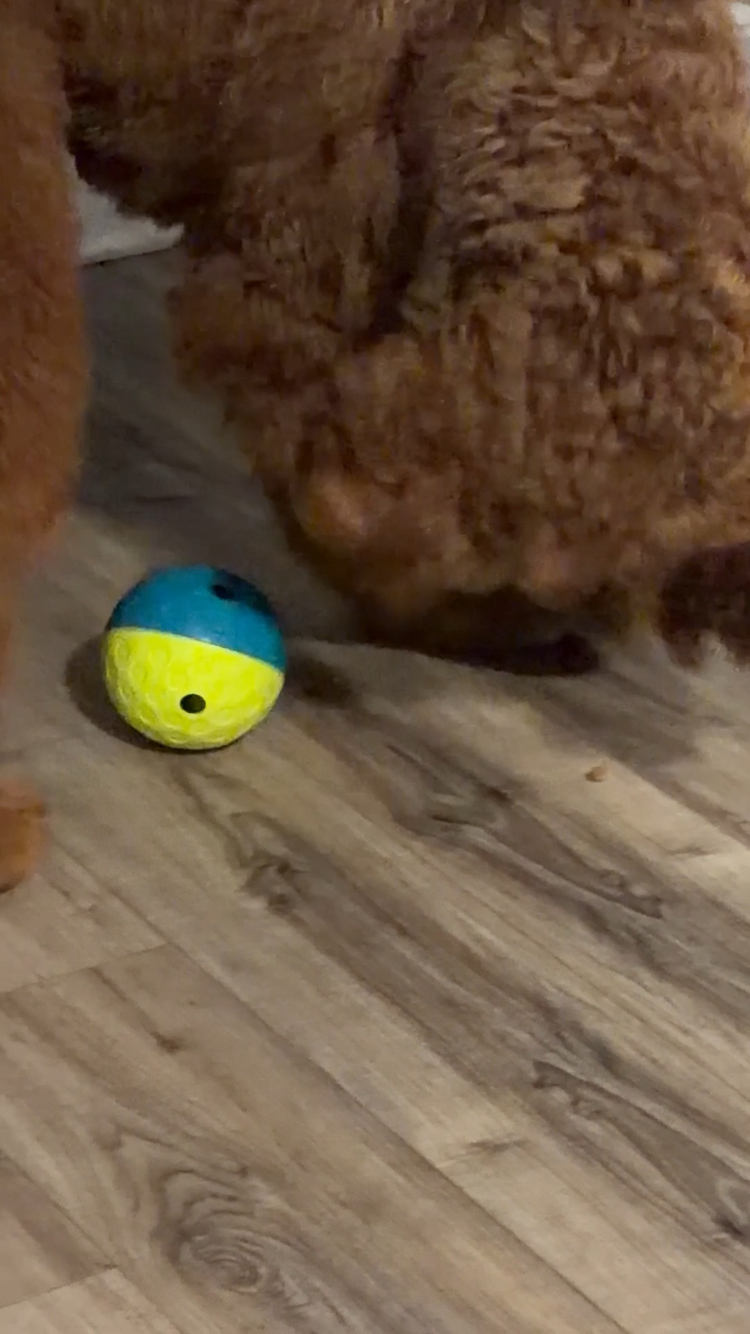 Carmelo loves this food dispensing ball 💙

#LTKmomlife #LTKdayinmylife