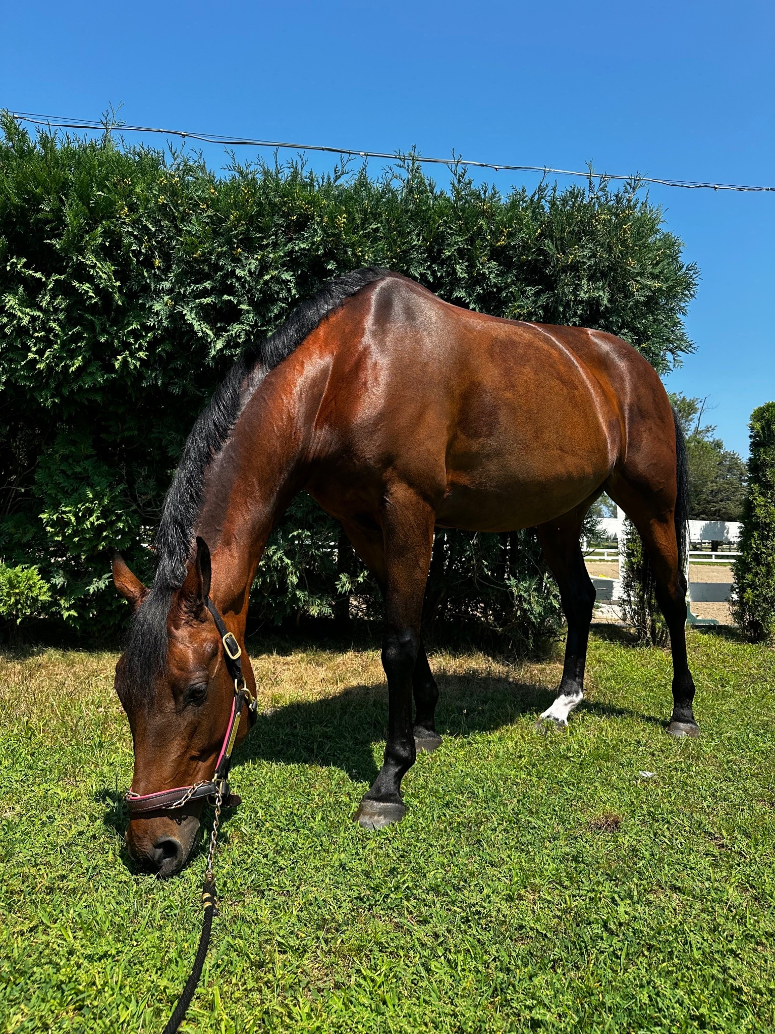 If you want your horse or dog smelling like a macaroon & shining like a disco ball. This one is for you! 

#LTKFindsUnder50 #LTKPets #LTKBeauty