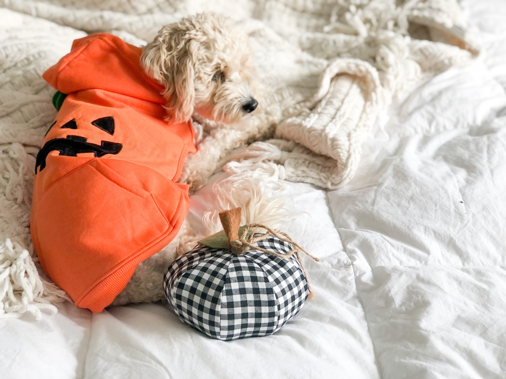 #LTKHalloween #LTKSeasonal #LTKsalealert