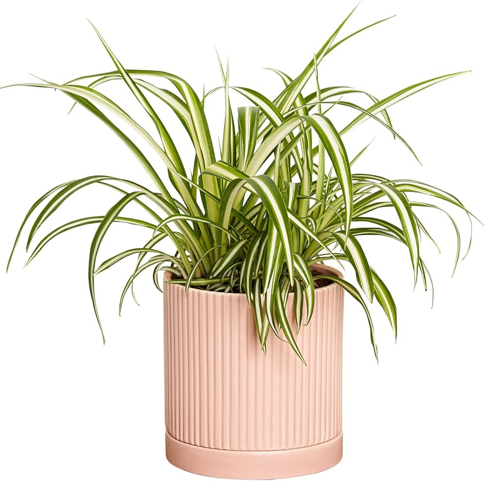 Greendigs Spider Plant in Blush Fluted 5 Inch Pot - Low-Maintenance Houseplant, Perfect for Beginner | Amazon (US)