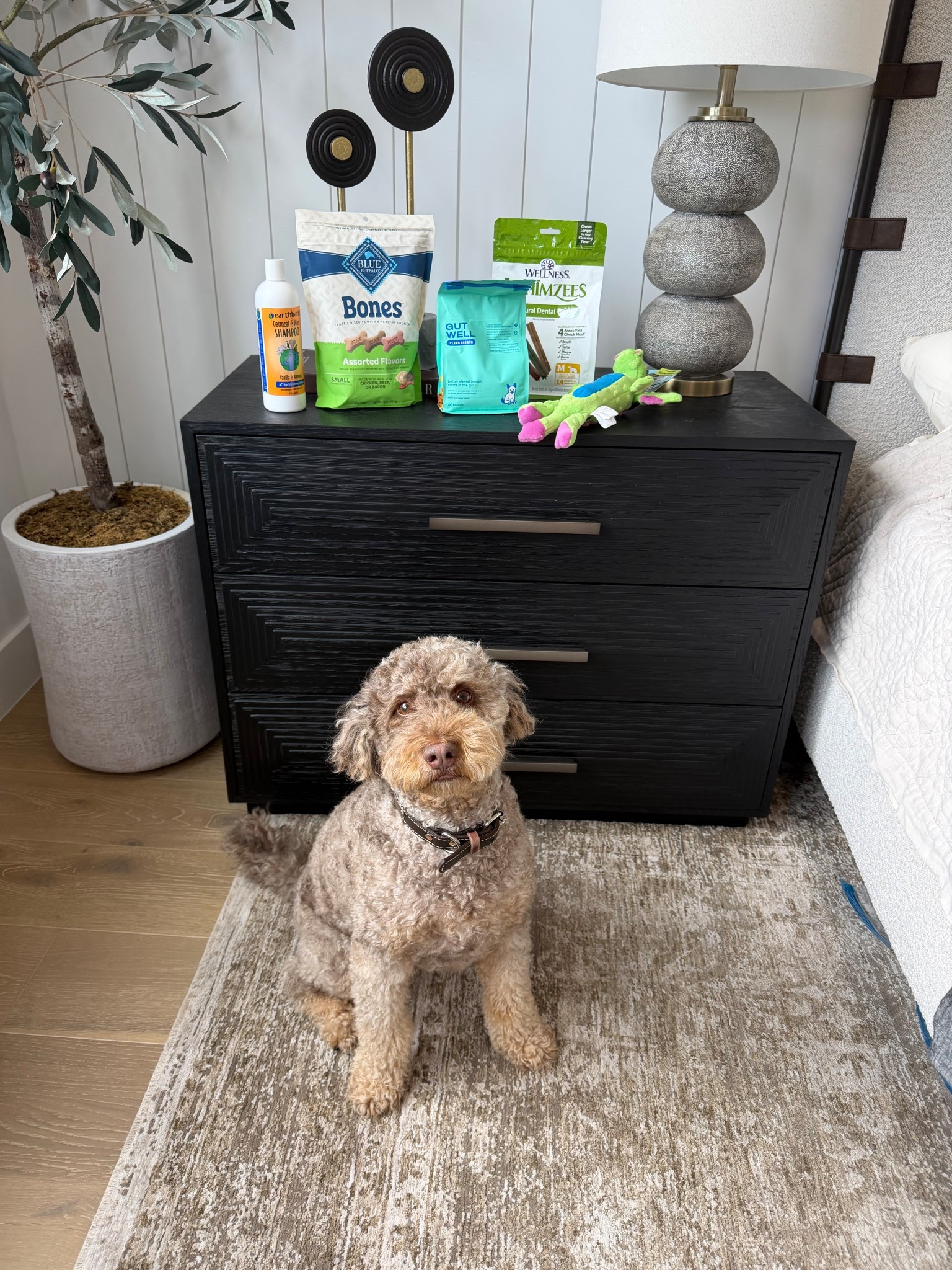 Dash went shopping today at Petco 💚🐶🐾 #ad @petco